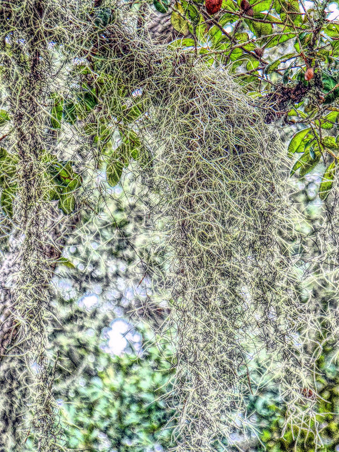 Spanish Moss - Graphic Photograph by Tom DiFrancesca