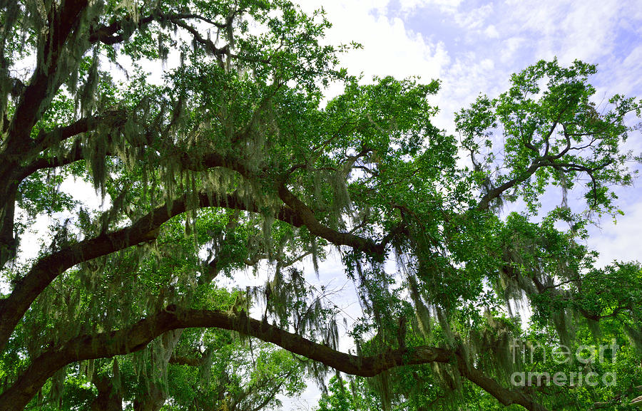 Spanish Moss 1 Photograph by Alys Caviness-Gober