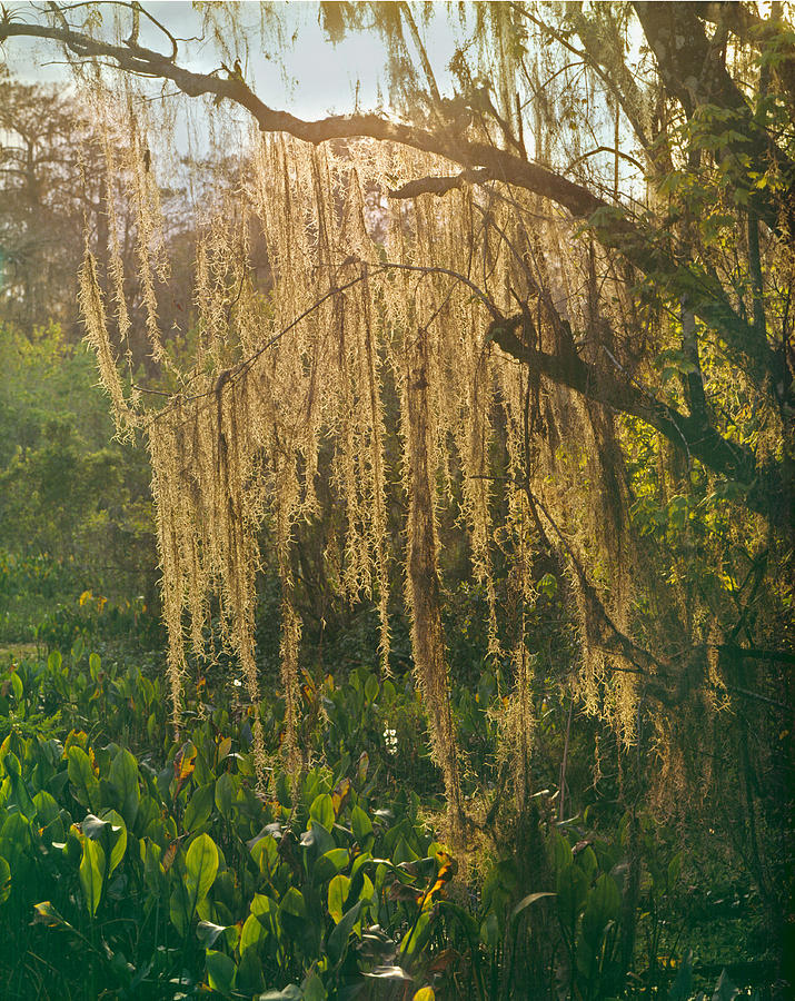149736-Spanish Moss  Photograph by Ed  Cooper Photography