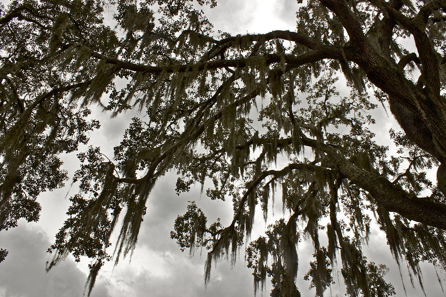Spanish Moss Photograph by Alice Mainville