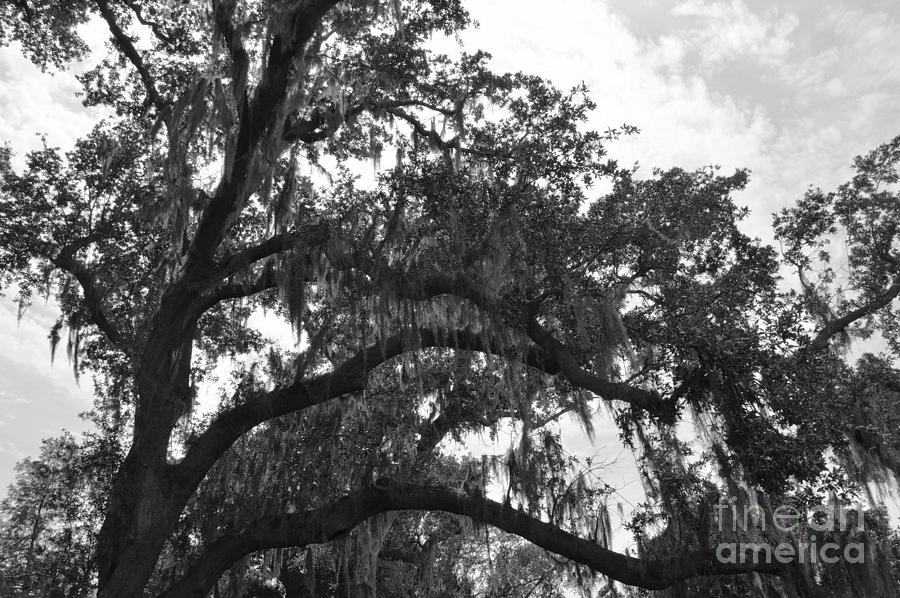 Spanish Moss Photograph by Alys Caviness-Gober