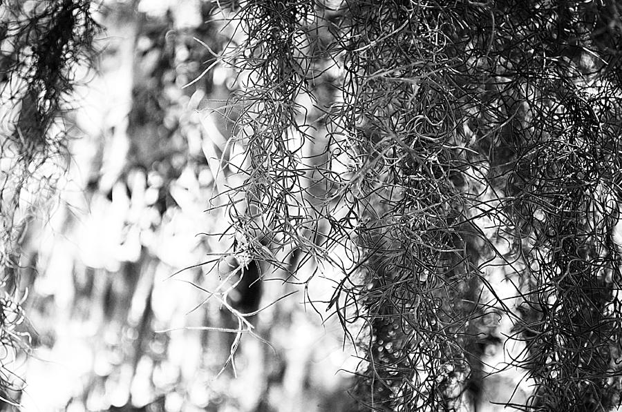 Spanish Moss Photograph by Amanda Sanford