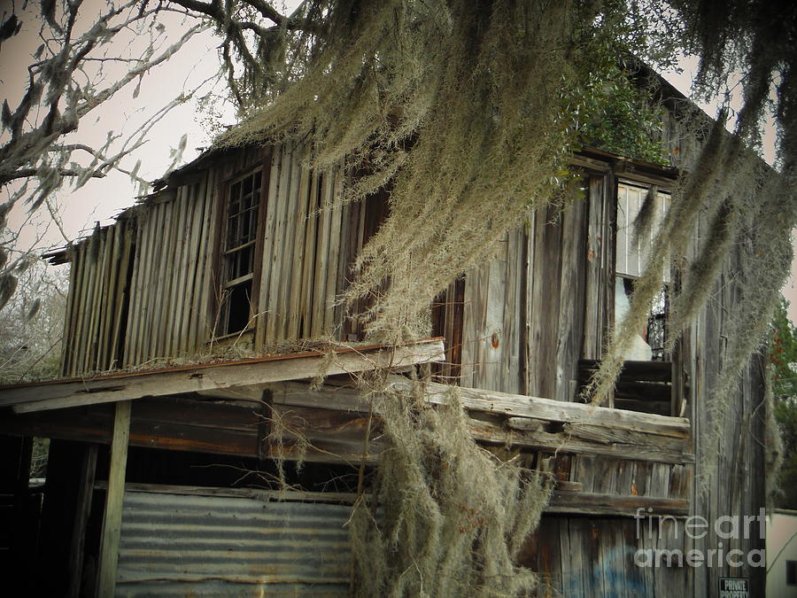 Spanish Moss And An Old Building Photograph by Paddy Shaffer