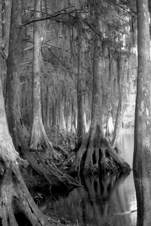 Spanish Moss and Pond Cypress. Shingle Creek. Photograph by Chris  Kusik