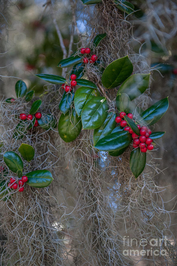 Spanish Moss and Red Berries Photograph by Dale Powell