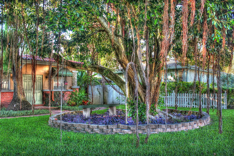 Spanish Moss Banyon Photograph by Tom Lass