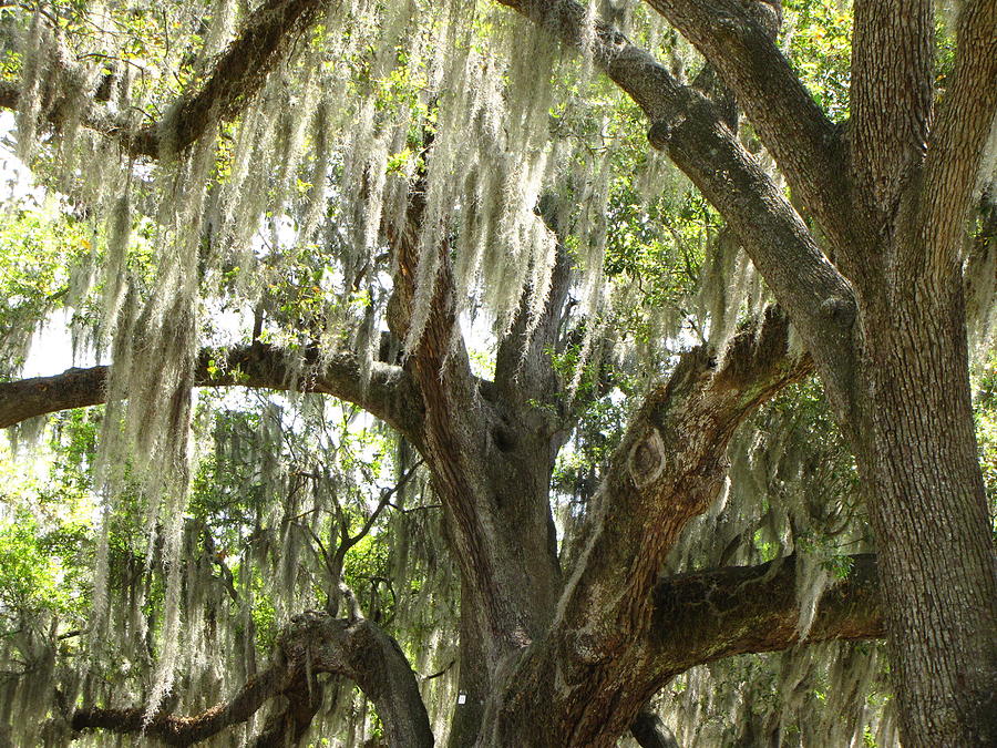 Spanish Moss Photograph by Beth Vincent
