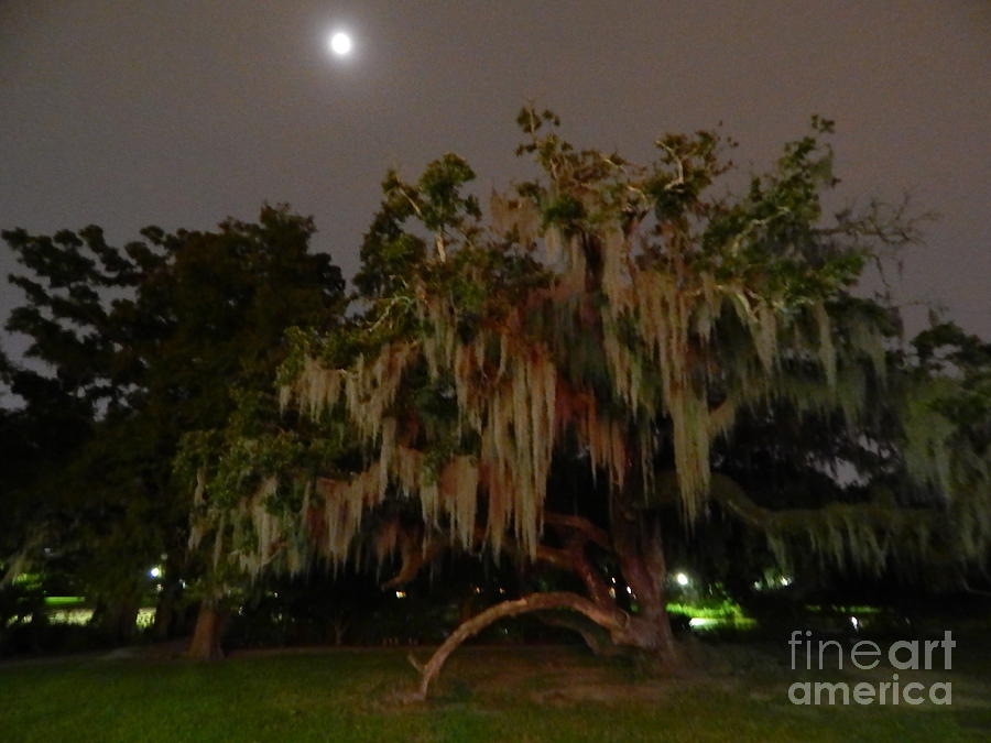 Spanish Moss by The Light Of The Silvery Moon In New Orleans Louisiana Photograph by Michael Hoard