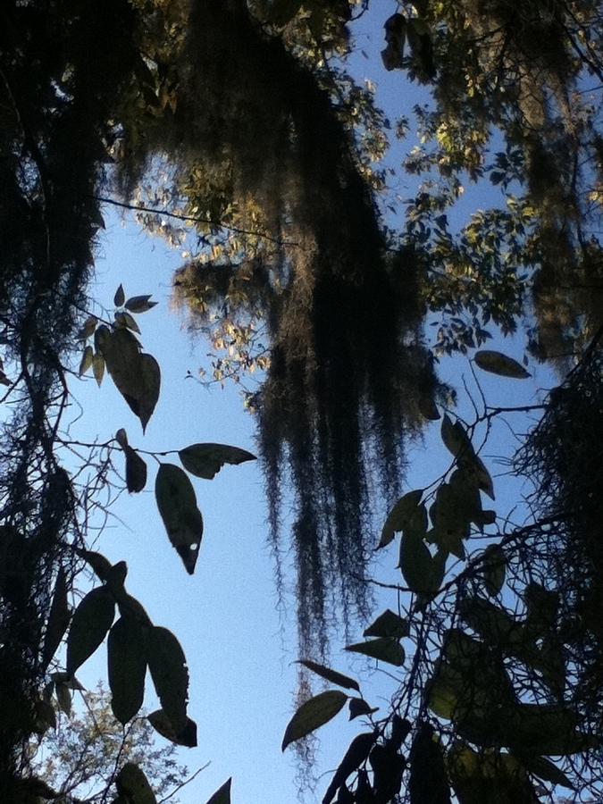 Nature Photograph - Spanish Moss by Charlene Leger