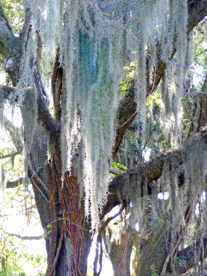 Spanish Moss Photograph by Duane McCullough