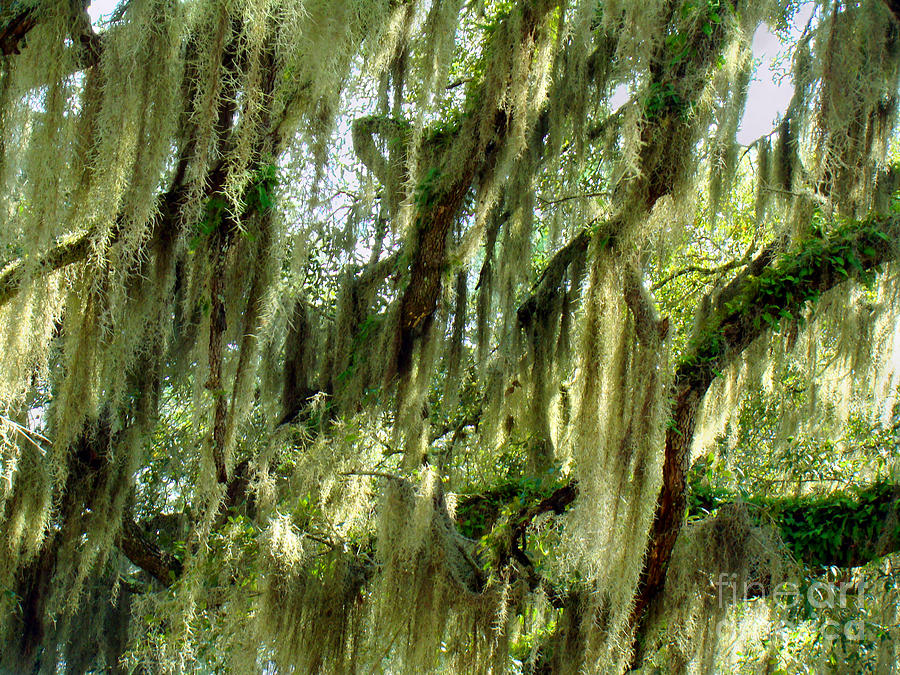 Spanish Moss Photograph by Eva Kato - Fine Art America