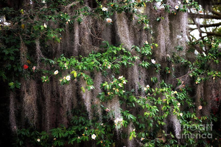 Spanish Moss Flowers Photograph by John Rizzuto