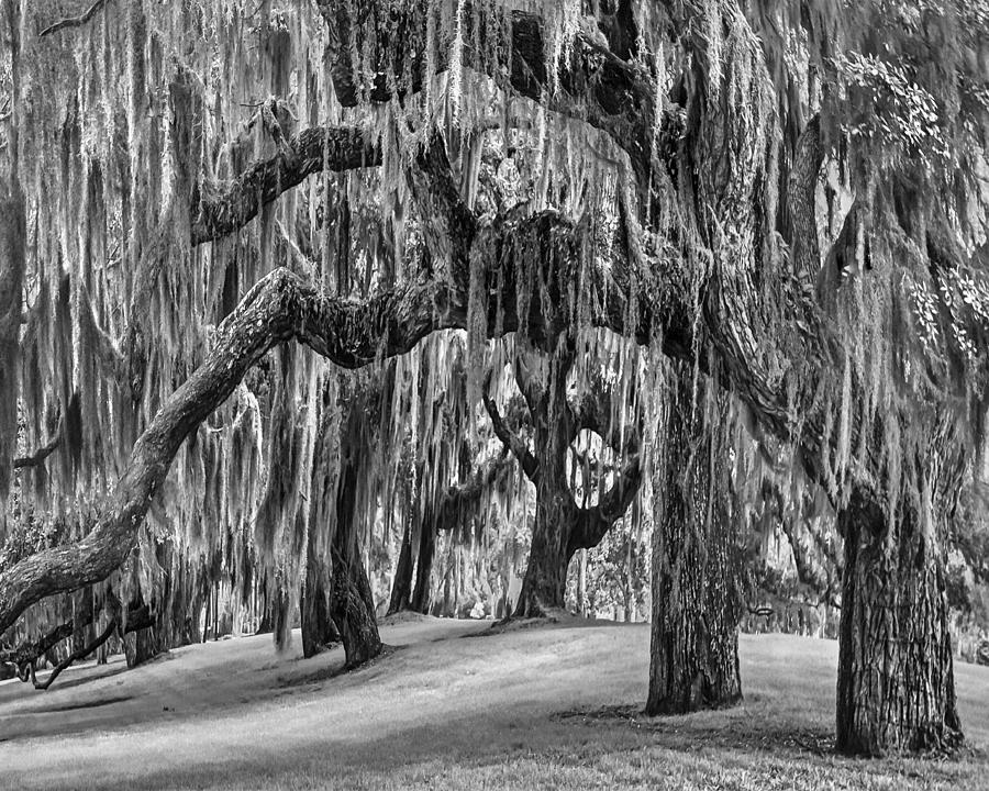 Spanish Moss in Black and White Photograph by Debra and Dave Vanderlaan