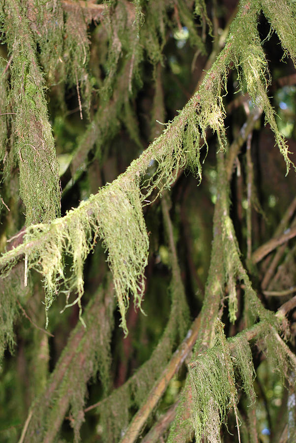 Spanish Moss In Olympic National Park Photograph by Connie Fox
