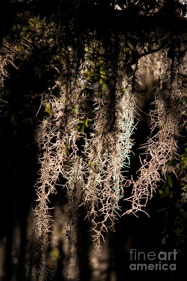Spanish Moss in Sunlight Photograph by John Harmon