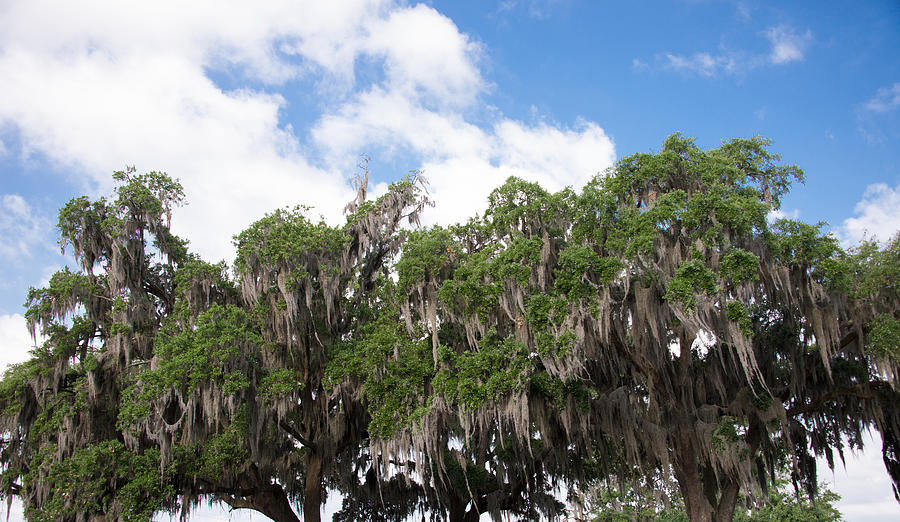 Savannah GA Spanish Moss Photograph by JG Thompson | Fine Art America