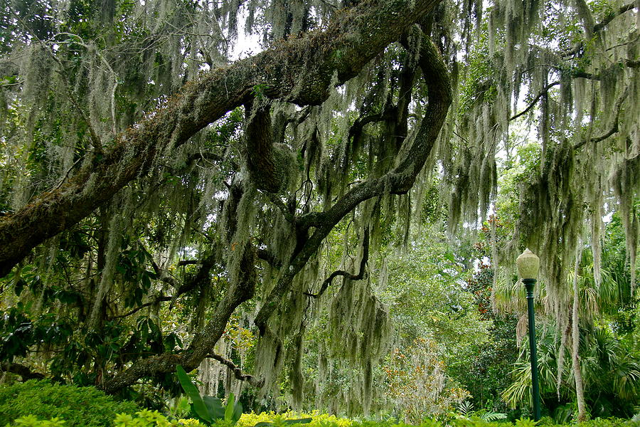 download spanish moss tree for free