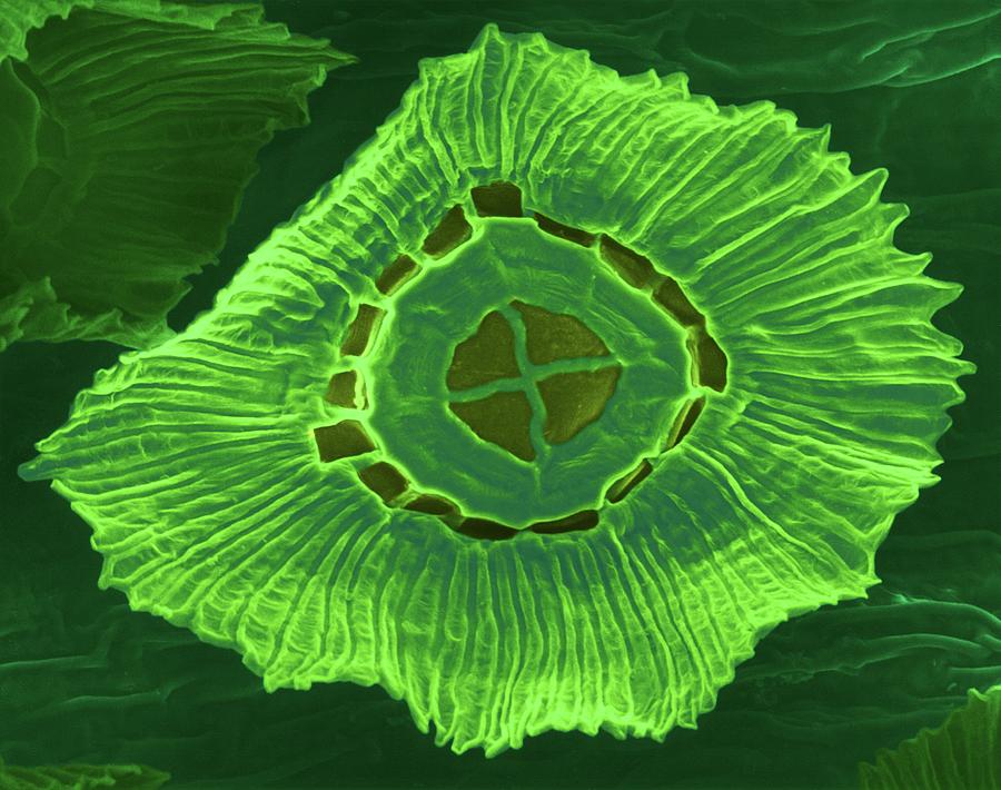 Spanish Moss Leaf Trichome (tillandsia Usneoides) Photograph by Dennis Kunkel Microscopy/science Photo Library