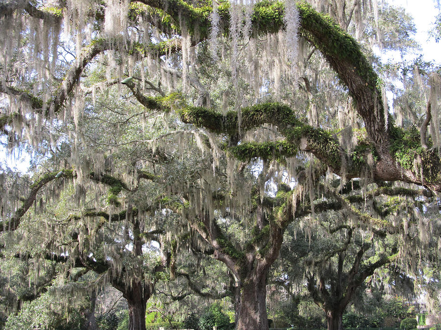 Spanish Moss Photograph by Michele Caporaso