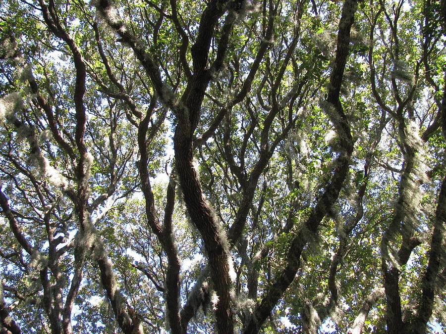 Spanish Moss Oak Photograph by Ellen Meakin