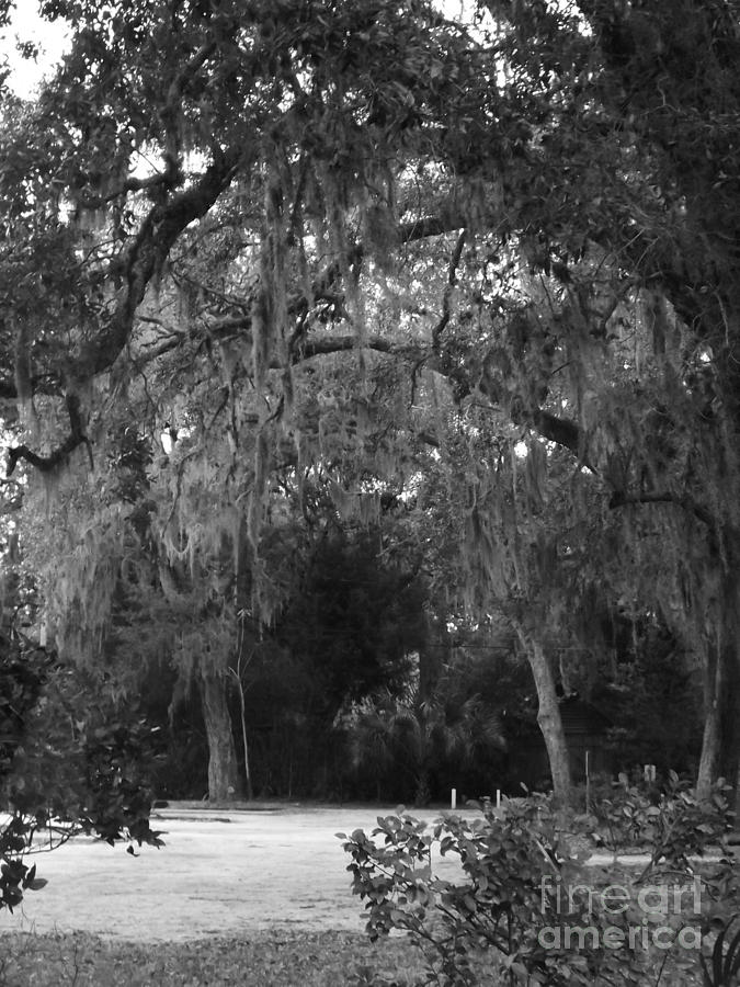 Spanish Moss of St.Augustine Photograph by Brigitte Emme