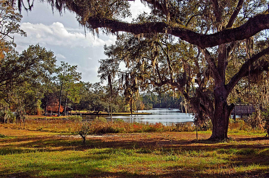 Spanish Moss on the Bon Secour River Wide Angle Digital Art by Michael Thomas