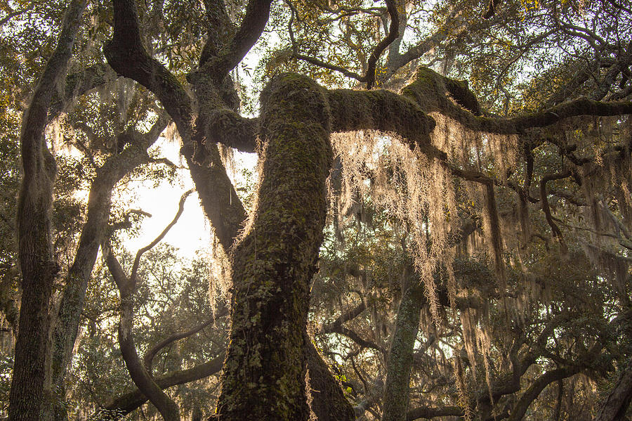 Nature Photograph - Spanish Moss on Tree by Collin Enstad