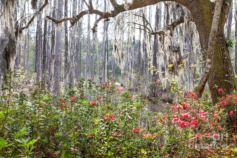 Spanish Moss Photograph by Susan Cole Kelly