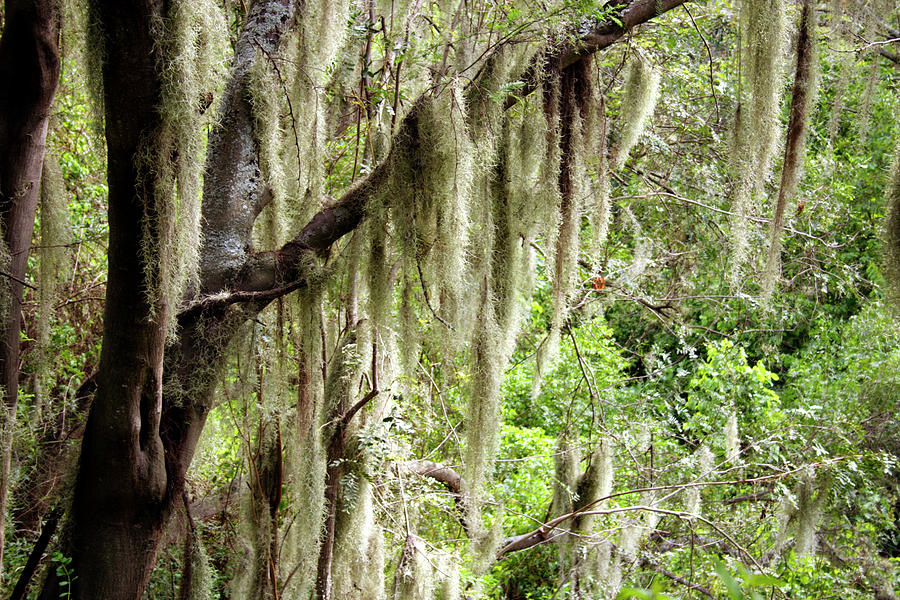 Spanish Moss (tillandsia Usenoides) Photograph by Dr Morley Read/science Photo Library