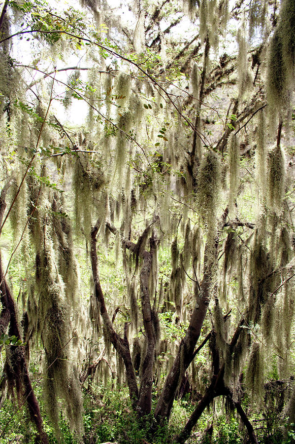 Nature Photograph - Spanish Moss (tillandsia Usneoides) by Dr Morley Read/science Photo Library