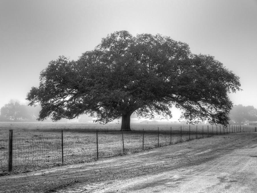 Spanish Oak Black and White Photograph by Lanita Williams