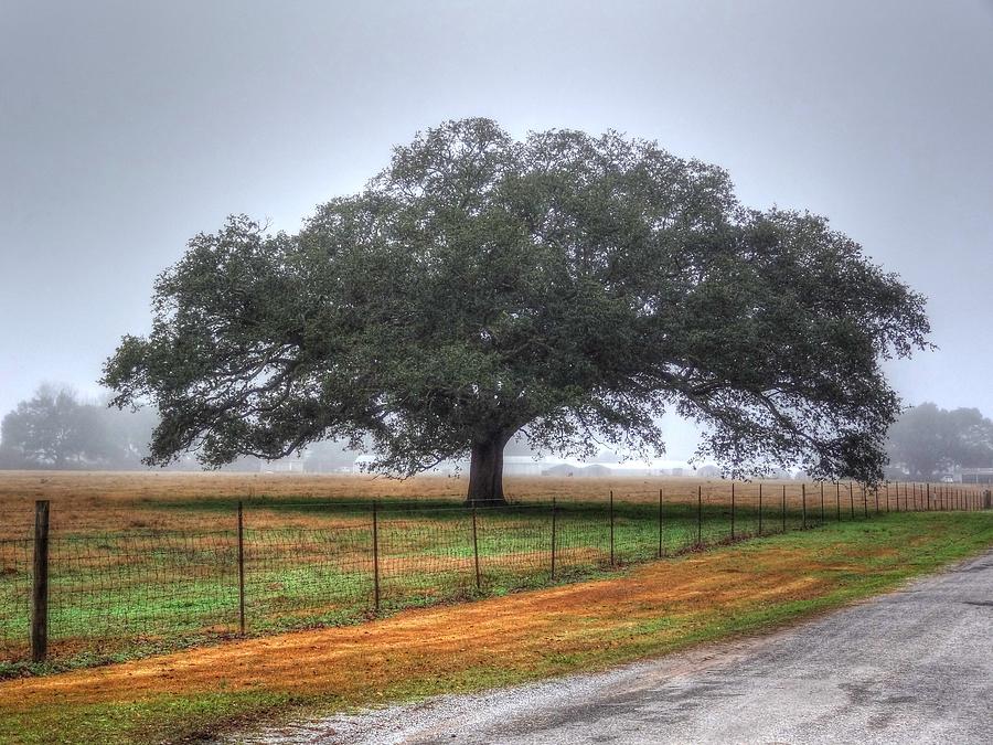 Spanish Oak III Photograph by Lanita Williams