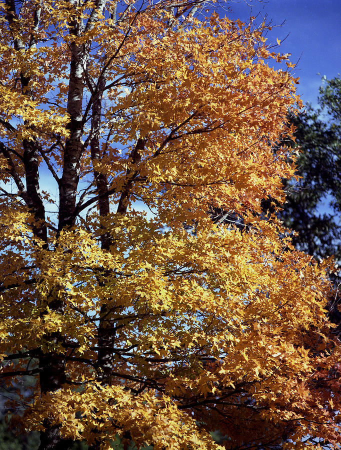 Spanish Oak in the fall Photograph by Mark Langford
