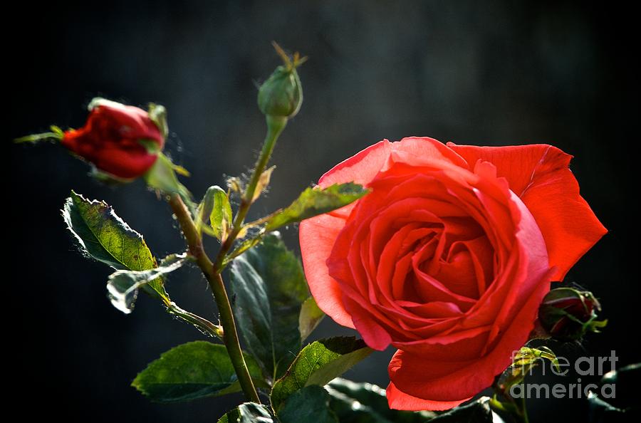 Spanish Rose Photograph by James Rosenberger