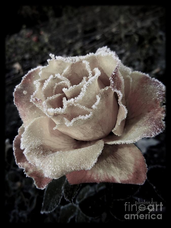 Spanish Rose Photograph by Jamie Johnson