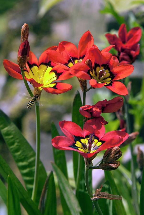 Sparaxis Flowers Photograph By Adrian Thomas Science Photo Library