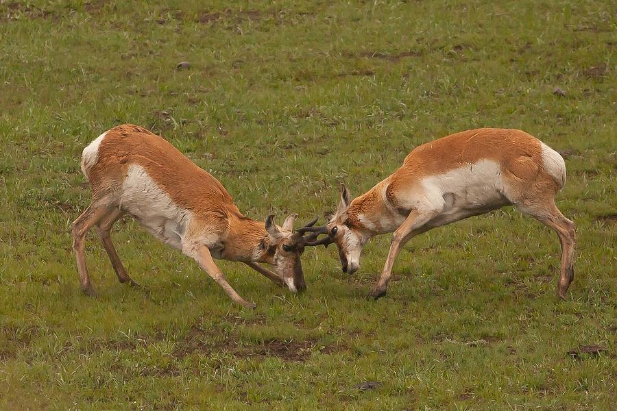 Sparing Antelope Photograph by Natural Focal Point Photography