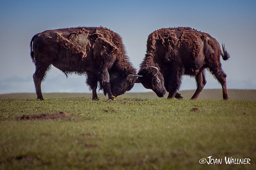 Sparing Bison Photograph by Joan Wallner