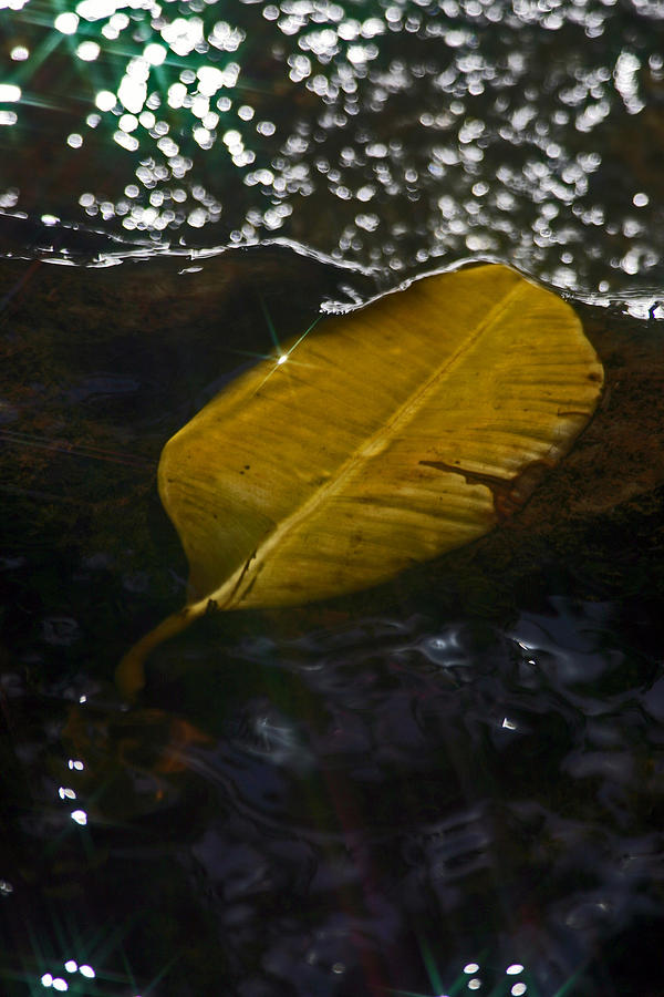 Sparking Leaf Photograph by Ronald Hunt - Fine Art America