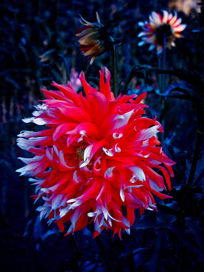 Flower Photograph - Sparkler Dahlia by Adria Trail
