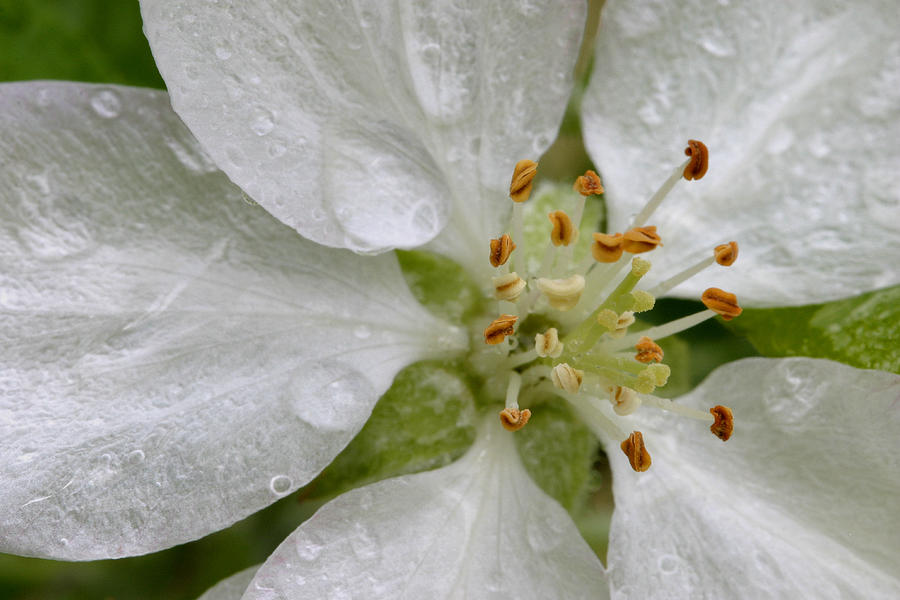 Sparkling Apple Blossom Photograph by Gene Walls