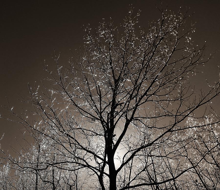 Sparkling Branches Photograph by Kathi Mirto