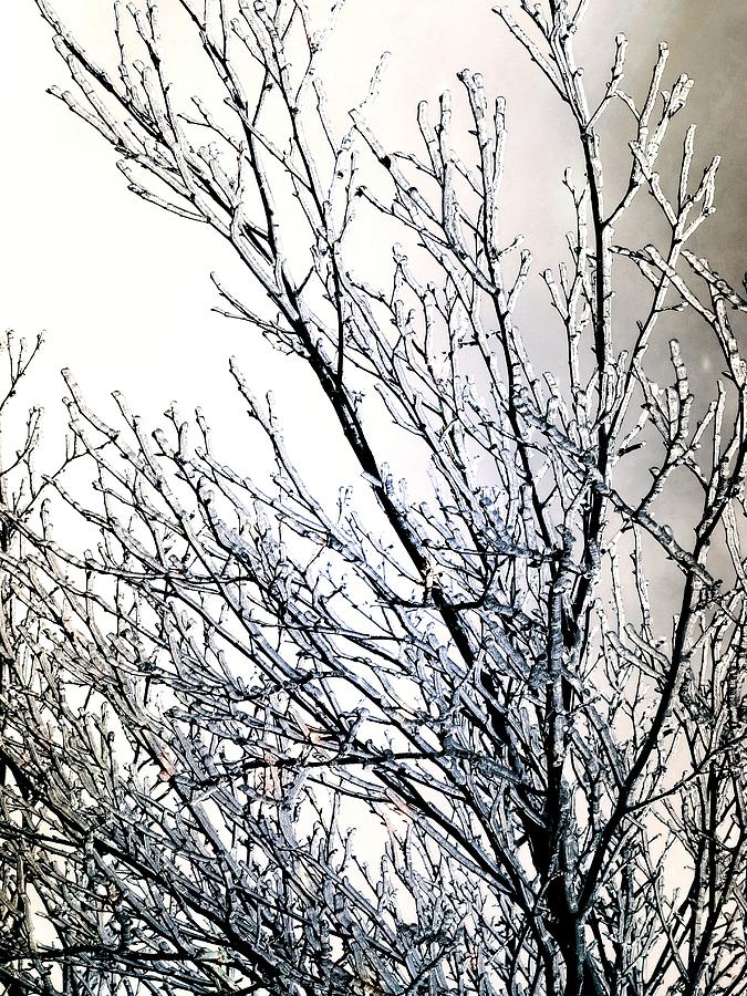 Sparkling Branches Photograph by Zinvolle Art