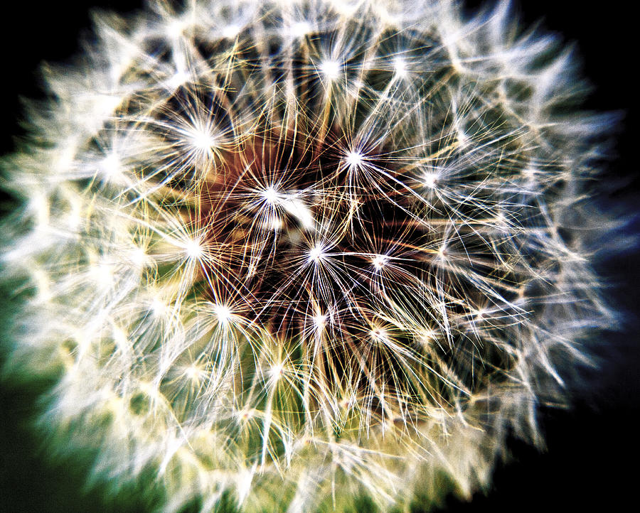 Nature Photograph - Sparkling Dandelion by Her Arts Desire