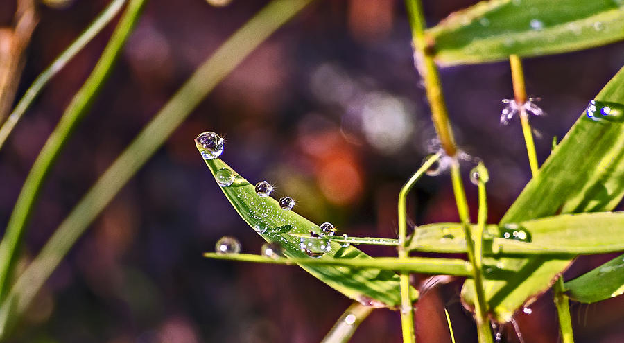 Sparkling Dew Drops Photograph by Michael Whitaker