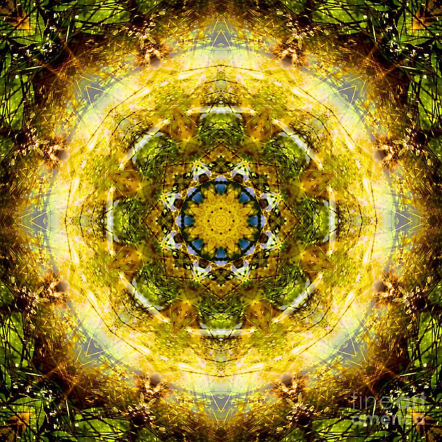 Sparkling Forest Mandala Photograph by Susan Bloom - Pixels