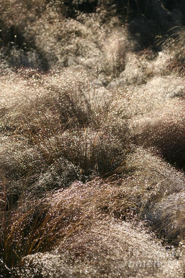 Sparkling Grasses Photograph by Nadine Rippelmeyer