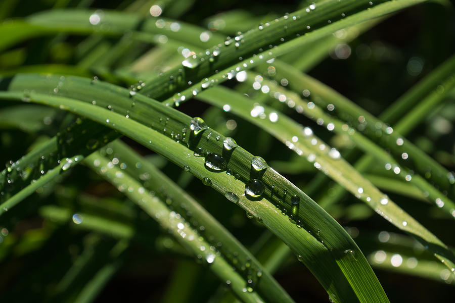 Sparkling Green Summer Rain Jewels Photograph by Georgia Mizuleva