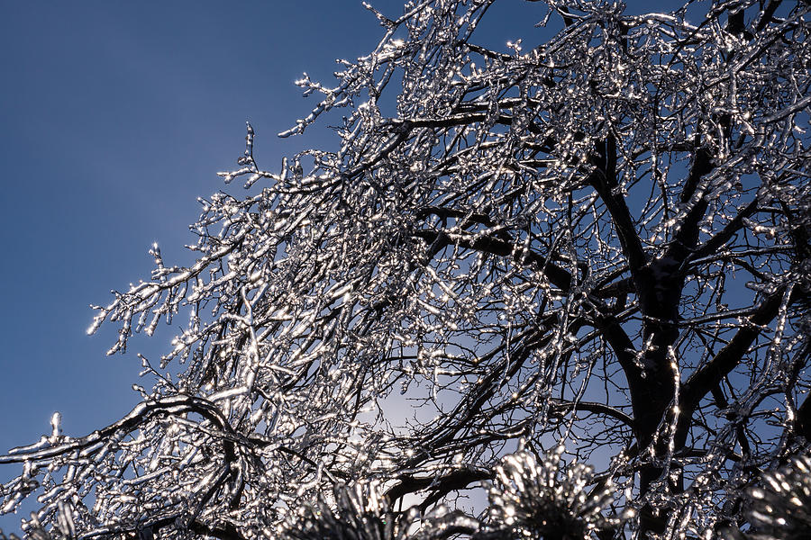 Sparkling Icy Tree - Mother Natures Glossy Decoration Photograph by Georgia Mizuleva