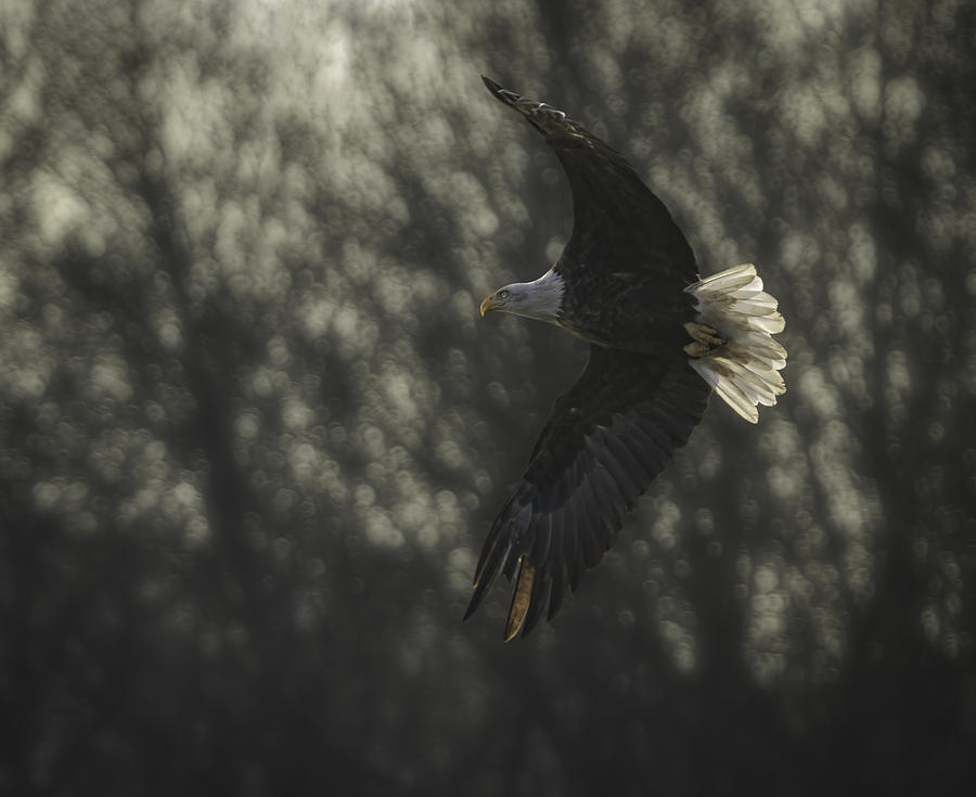Eagle Photograph - Sparkling Light by Thomas Young